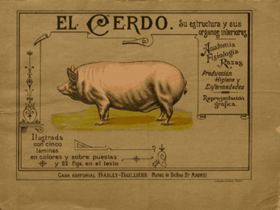 El cerdo. Su estructura y sus organos interiores. Representación gráfica, anatomía … y enfermedades : ilustrado con 5 láminas en colores sobrepuestas y 15 figuras intercaladas en el texto
