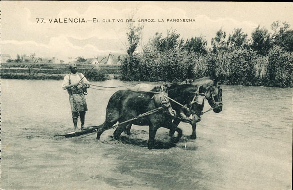 El Cultivo del arroz, la fangnecha : Valencia.[Material gráfico]