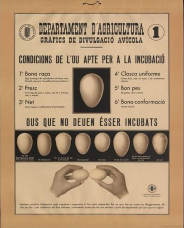 Departament d’Agricultura : Condicions de l’ou apte per a la incubació… : ous que no deuen ésser incubats [Material gráfico]