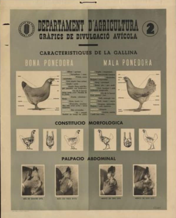Departament d’Agricultura : Característiques de la gallina… : constitució morfològica… : palpació abdominal…[Material gráfico]