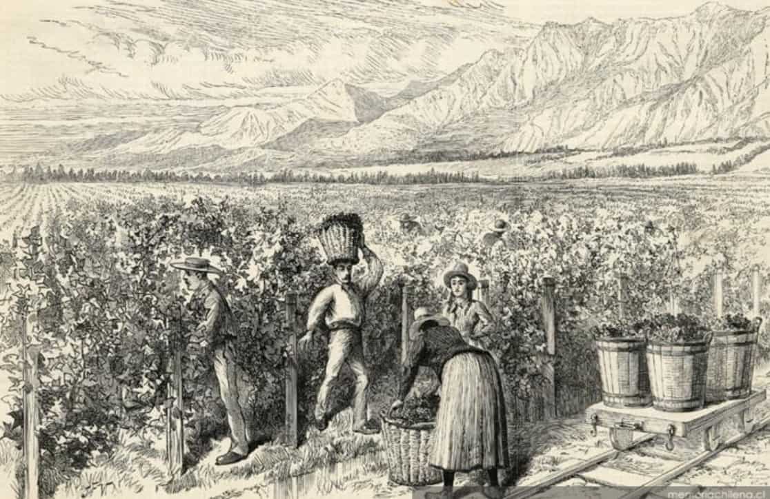Cosecha de vid en Viña Macul, Santiago, hacia 1889 {Material gráfico]